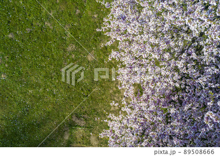 Aerial view of beautiful cherry blossoms in park. Drone photo of sakura trees in blooming pink flowers in spring in picturesque garden. Branches of the tree over sunny blue sky. Floral pattern Aerial view of beautiful cherry blossoms in park. Drone photo of sakura trees in blooming pink flowers in spring in picturesque garden. Branches of the tree over sunny blue sky. Floral pattern 89508666