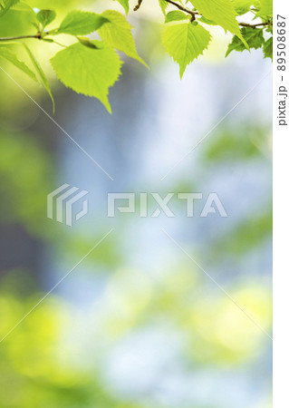 新緑・清流・エコイメージ（大山木谷沢渓流） 89508687