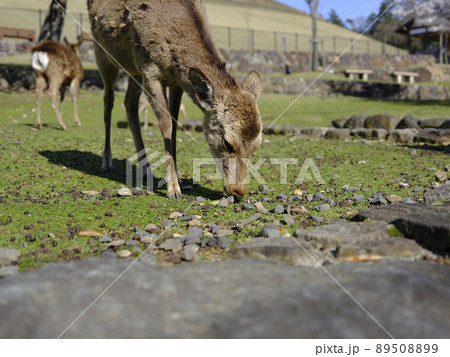 奈良公園の鹿 奈良公園の鹿 89508899