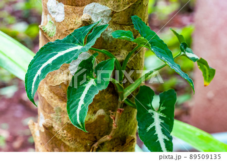 Natural Syngonium wendlandii climbing on a tree. Natural Syngonium wendlandii climbing on a tree. 89509135