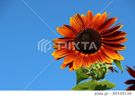 ヒマワリは夏を彩る代表的な植物 ヒマワリは夏を彩る代表的な植物 89509136