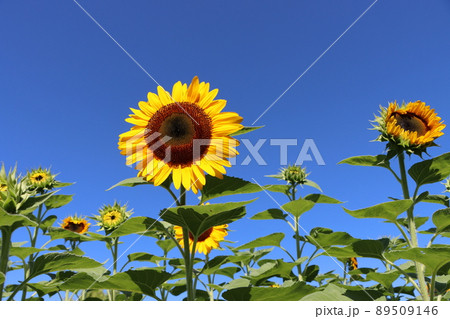 ヒマワリは夏を代表する人気の花 ヒマワリは夏を代表する人気の花 89509146