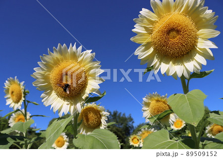 古代インカでは神聖な花とされた向日葵 古代インカでは神聖な花とされた向日葵 89509152
