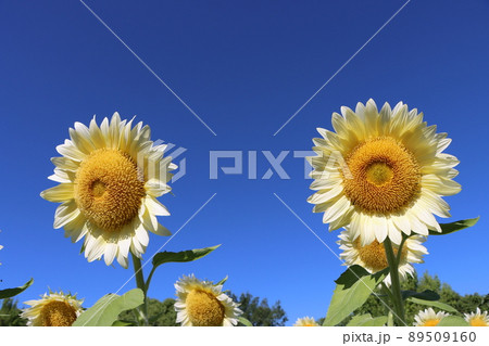 青空に抜けるような白いひまわりの花 89509160