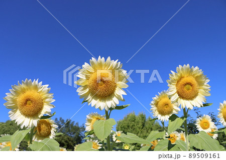 白いひまわりの咲き乱れるヒマワリ畑 89509161