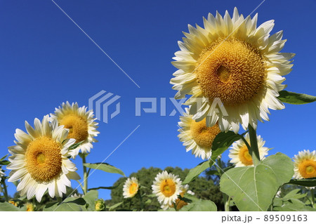 たくさんの白いひまわりが咲く馬見丘陵公園 89509163