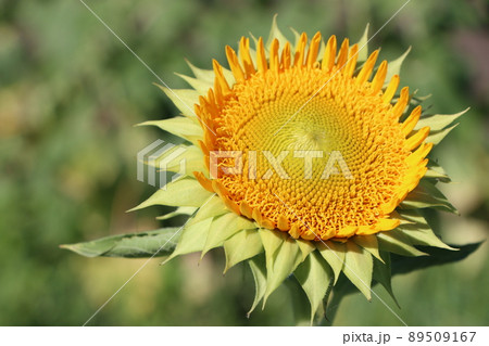 個性的な花姿はまるで太陽のイメージ 個性的な花姿はまるで太陽のイメージ 89509167