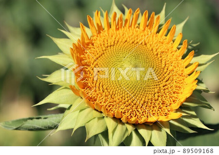 大輪の見事なひまわりの花 大輪の見事なひまわりの花 89509168