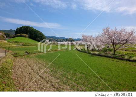 春の飛鳥 桧前川の桜 2022年4月6日 89509201