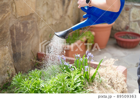 Closeup of water pouring from watering can into flower bed 89509363