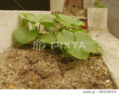 植物 晴れ 屋外 89509659