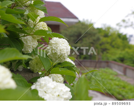 植物 景色 風景 89509693