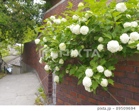 植物 景色 風景 89509694