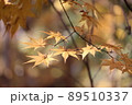 黄金色のモミジ 89510337