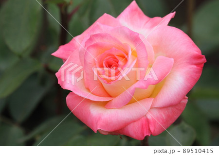 薔薇(エレガント・レディ) 薔薇(エレガント・レディ) 89510415