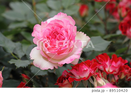 薔薇（ピエール・ドゥ・ロンサール） 89510420