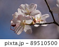 春のおとずれ 89510500