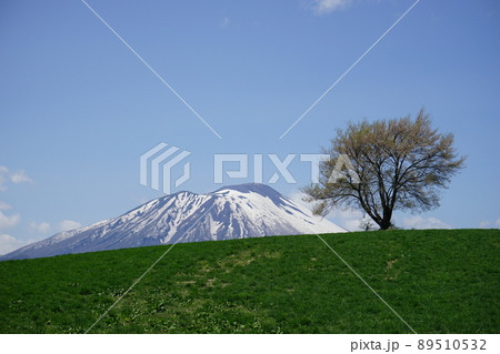三角山の一本桜 89510532