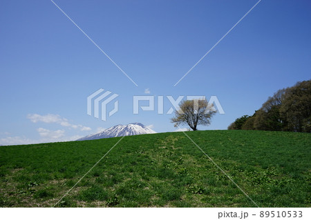 三角山の一本桜 三角山の一本桜 89510533