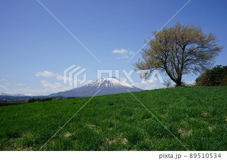 三角山の一本桜 三角山の一本桜 89510534