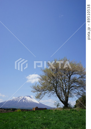 三角山の一本桜 89510538