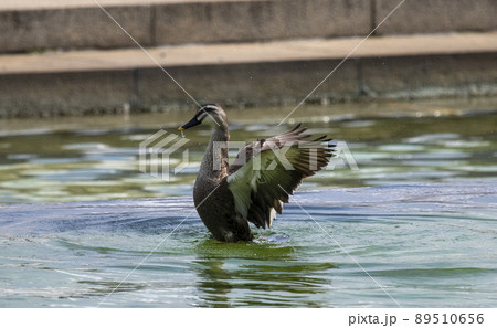 カルガモ 89510656