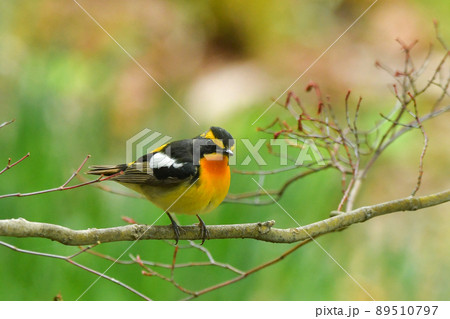 キビタキ キビタキ 89510797