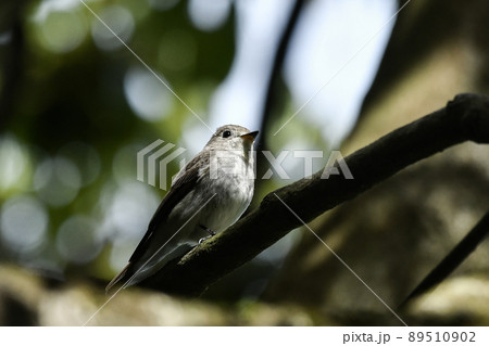 コサメビタキ 89510902