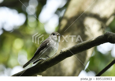 コサメビタキ コサメビタキ 89510903