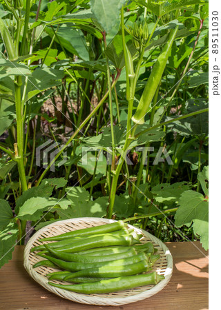 オクラの株と収穫したオクラ 89511030