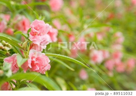 薄いピンクのホウセンカの花畑 89511032