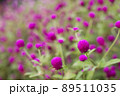 濃い赤紫の千日紅の花 89511035