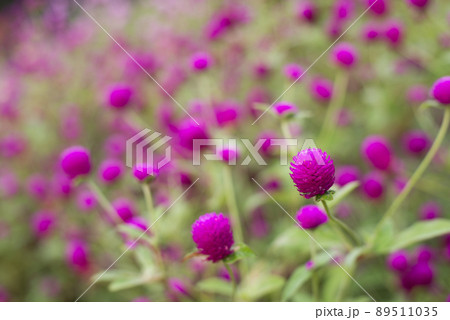 濃い赤紫の千日紅の花の写真素材 [89511035] - PIXTA