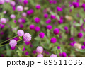 濃い赤紫をバックに薄紫の千日紅の花 89511036