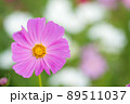 白をバックにピンクのコスモスの花のアップ 89511037