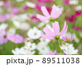 白とピンクのコスモスの花 89511038