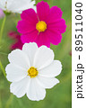 ピンクをバックに白いコスモスの花のアップ 89511040