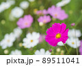 白とピンクをバックに濃いピンクのコスモスの花 89511041