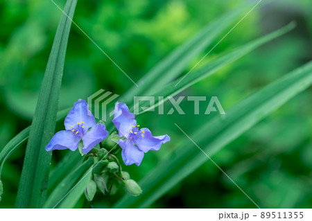 木陰のムラサキツユクサ 89511355