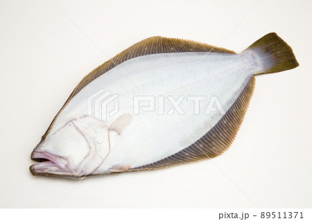 ヒラメ ヒラメ 89511371