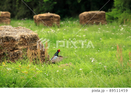 母衣打ちをしている雄のキジ 母衣打ちをしている雄のキジ 89511459