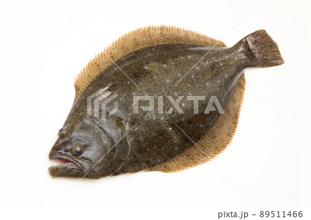 ヒラメ 89511466