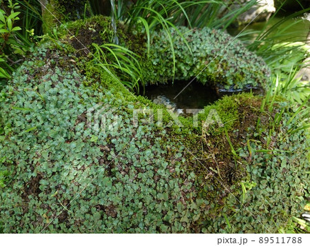 日本庭園にある手水 89511788