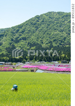 福井県大野市(シバザクラの里)芝桜/2022年5月撮影 福井県大野市(シバザクラの里)芝桜/2022年5月撮影 89511832