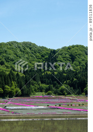 福井県大野市（シバザクラの里）芝桜／2022年5月撮影 89511836