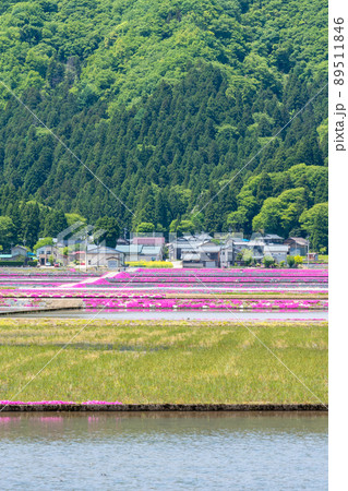福井県大野市（シバザクラの里）芝桜／2022年5月撮影 89511846