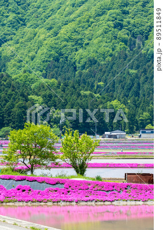 福井県大野市（シバザクラの里）芝桜／2022年5月撮影 89511849