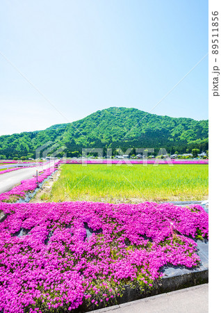 福井県大野市（シバザクラの里）芝桜／2022年5月撮影 89511856