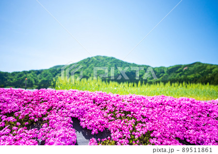 福井県大野市（シバザクラの里）芝桜／2022年5月撮影 89511861