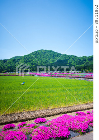 福井県大野市（シバザクラの里）芝桜／2022年5月撮影 89511862